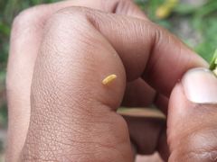 Lepidoptera