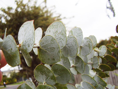 Eucalyptus pulverulenta