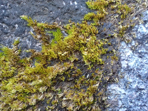 Sciuro-hypnum plumosum observed 2025-12-29