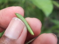 Diptera