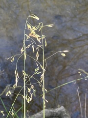 Festuca subverticillata