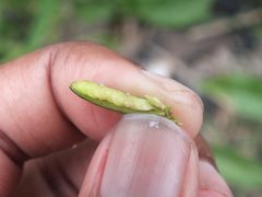 Diptera