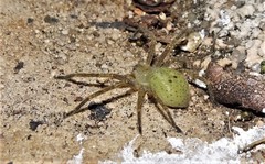 Neosparassus salacius