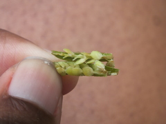 Diptera