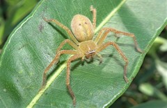 Neosparassus salacius