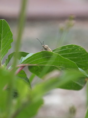 Catorhintha