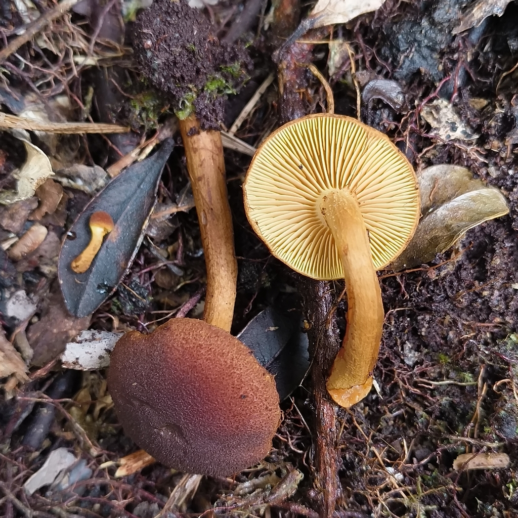 Gymnopilus ferruginosus · April 2026 · photo: © zedt (iNaturalist, cc-by)
