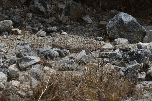 Southwestern Speckled Rattlesnake