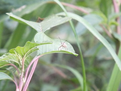 Catorhintha