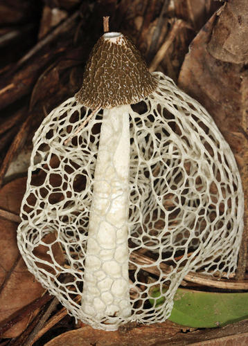 Complex Phallus indusiatus