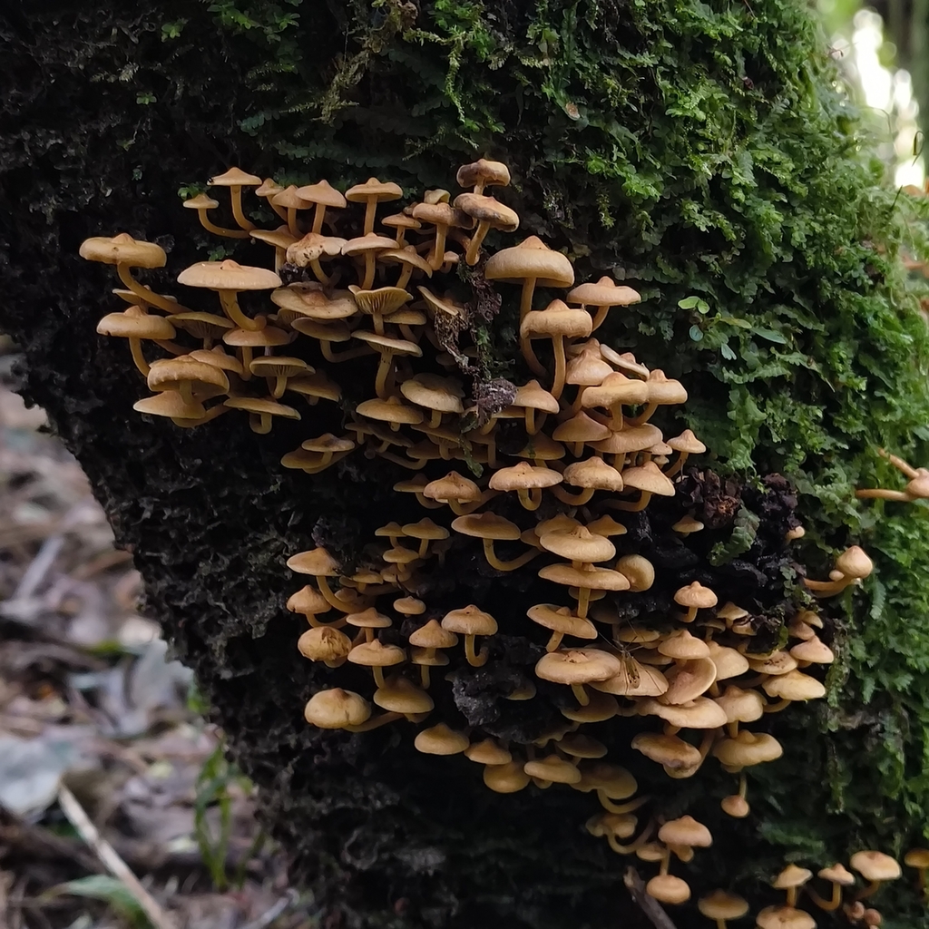Hypholoma acutum · April 2026 · photo: © zedt (iNaturalist, cc-by)