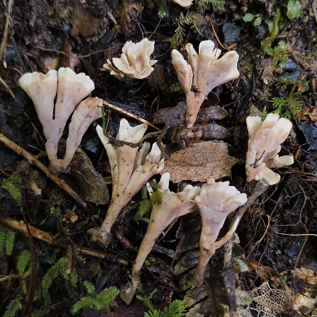 Stereopsis hiscens · April 2026 · photo: © zedt (iNaturalist, cc-by)