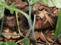 Falsa-serralha (Emilia sonchifolia)