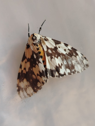 Lymantria marginata