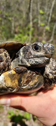 Asia Minor Tortoise