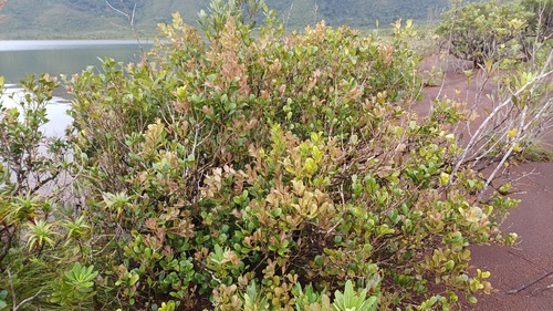 Syzygium pancheri observed 2026-03-25