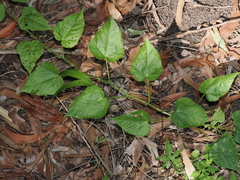 Thomas Mesaglio, CC BY, iNaturalist via GBIF Passiflora vesicaria, photograph Thomas Mesaglio, CC BY, iNaturalist via GBIF