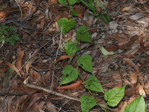 Passiflora vesicaria, photograph 5