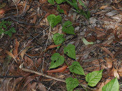 Thomas Mesaglio, CC BY, iNaturalist via GBIF Passiflora vesicaria, photograph Thomas Mesaglio, CC BY, iNaturalist via GBIF