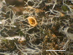 Grimmia anodon