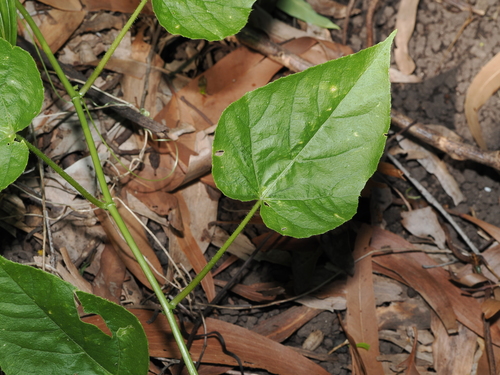 Passiflora vesicaria, photograph 6