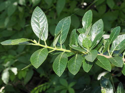 Ficus aculeata (Ficus aculeata)