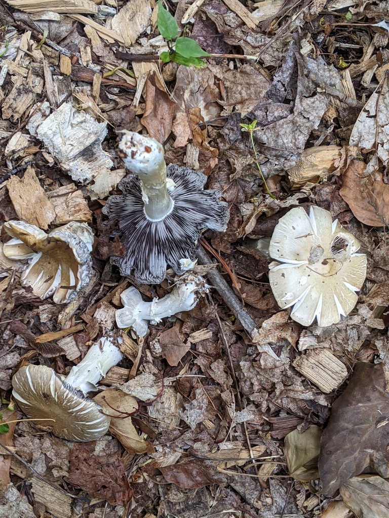 Stropharia rugosoannulata · April 2026 · photo: © aftertheteacups (iNaturalist, cc-by)
