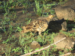 Pterocles quadricinctus