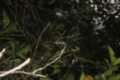 Dythemis nigra
