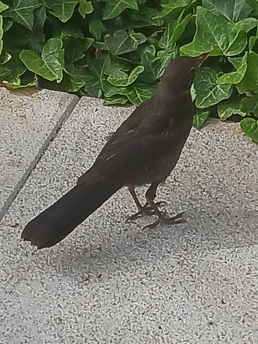 Avistamiento Turdus merula