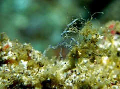 Endeis flaccida