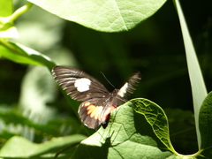 Parides anchises nephalion