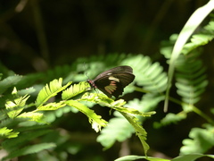 Parides anchises nephalion