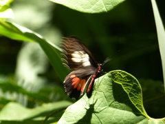 Parides anchises nephalion