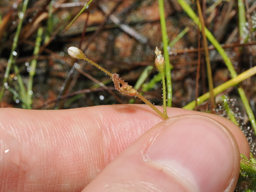 Drosera nana