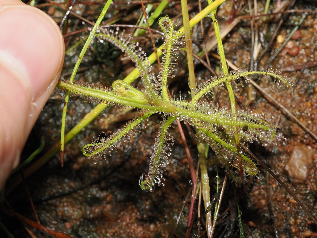Drosera nana, Shoal Bay Coastal Reserve, Northern Territory
