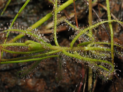 Drosera nana