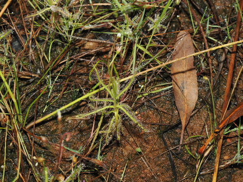 Drosera nana