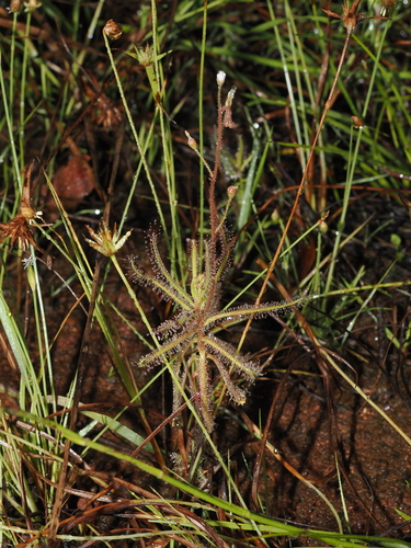 Drosera nana