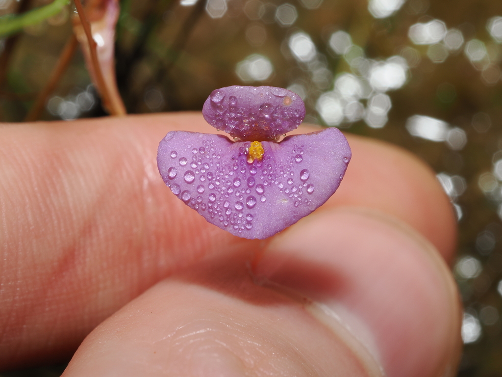 Utricularia lasiocaulis