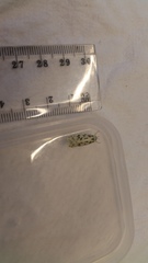 Izatha peroneanella