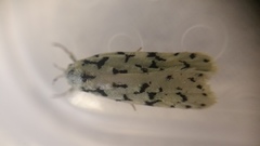 Izatha peroneanella