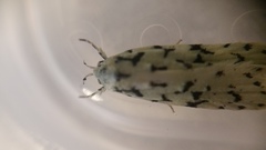 Izatha peroneanella