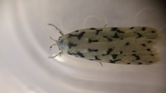 Izatha peroneanella