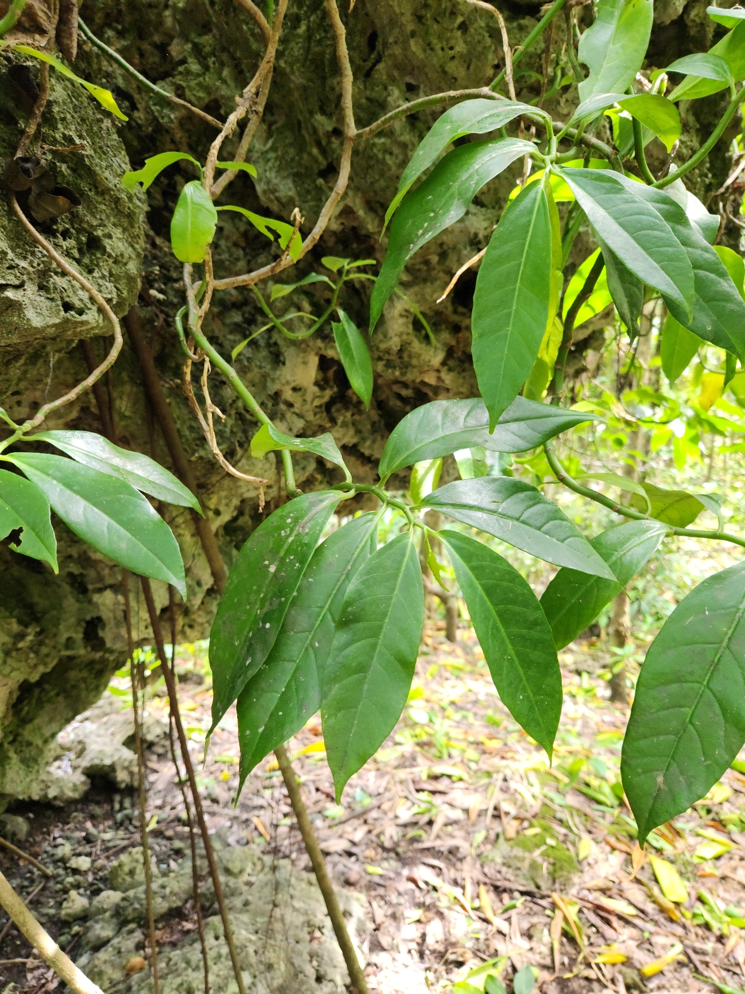 Imagem de Procris pedunculata
