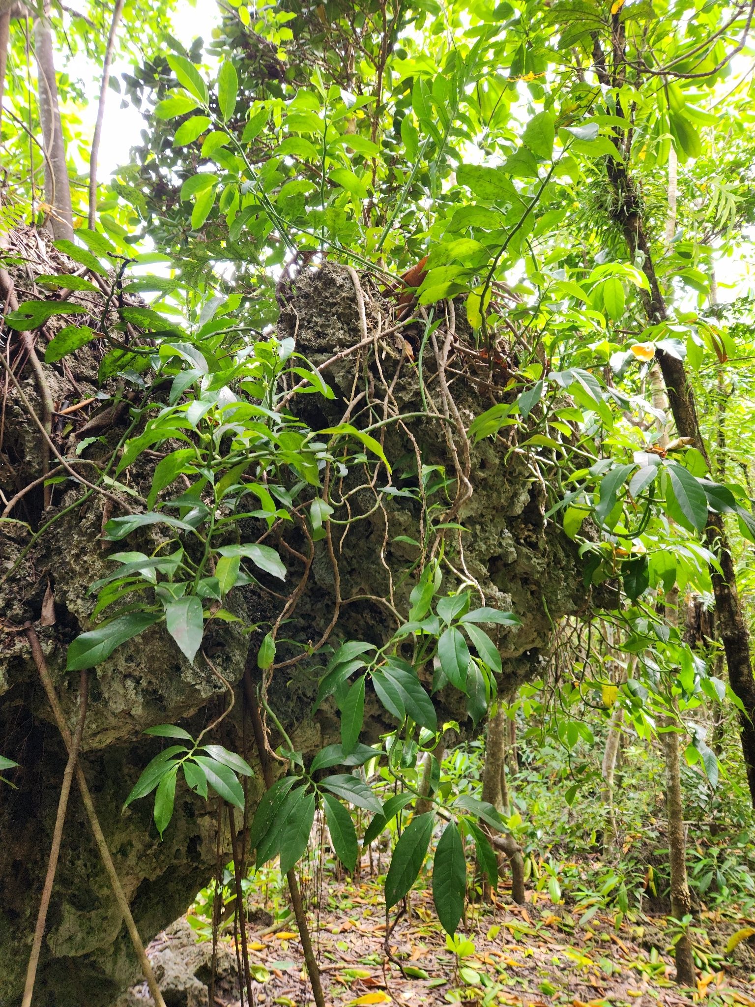 Imagem de Procris pedunculata