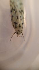 Izatha peroneanella