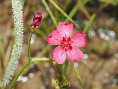 Drosera fragrans (Drosera fragrans)