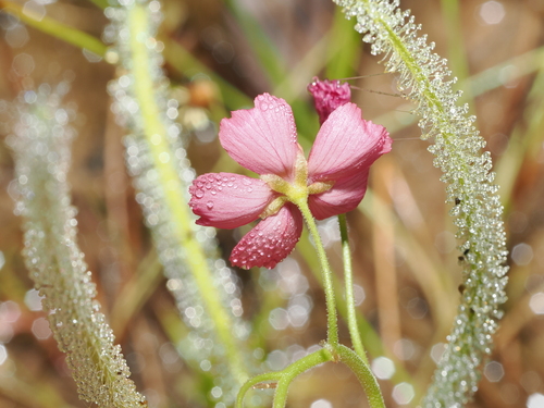 Drosera fragrans