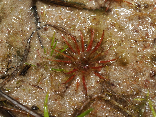 Trithuria lanterna (Trithuria lanterna)